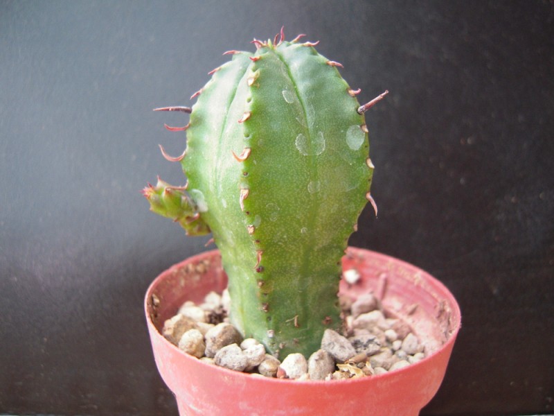 Euphorbia pillansii 