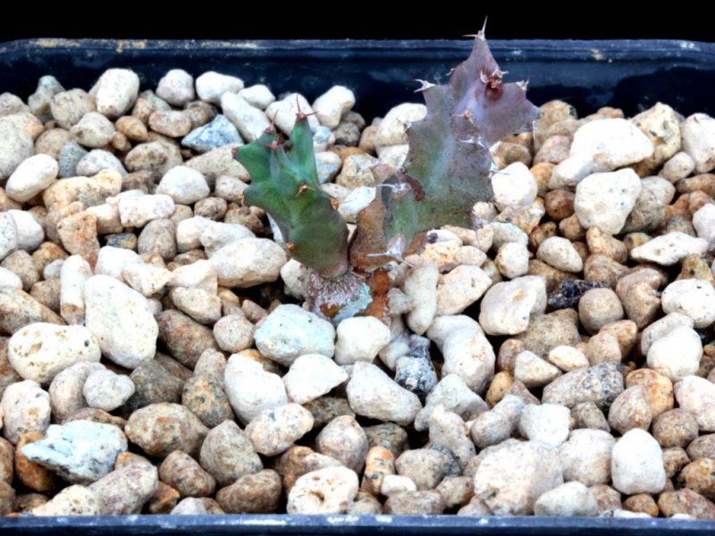 Euphorbia groenewaldii 