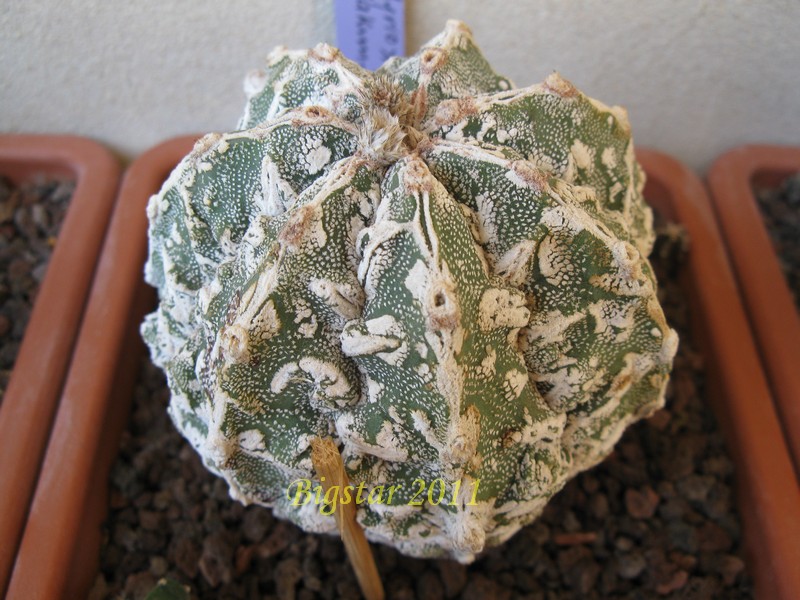 astrophytum myriostigma cv. fukuryu hakuun haku-jo
