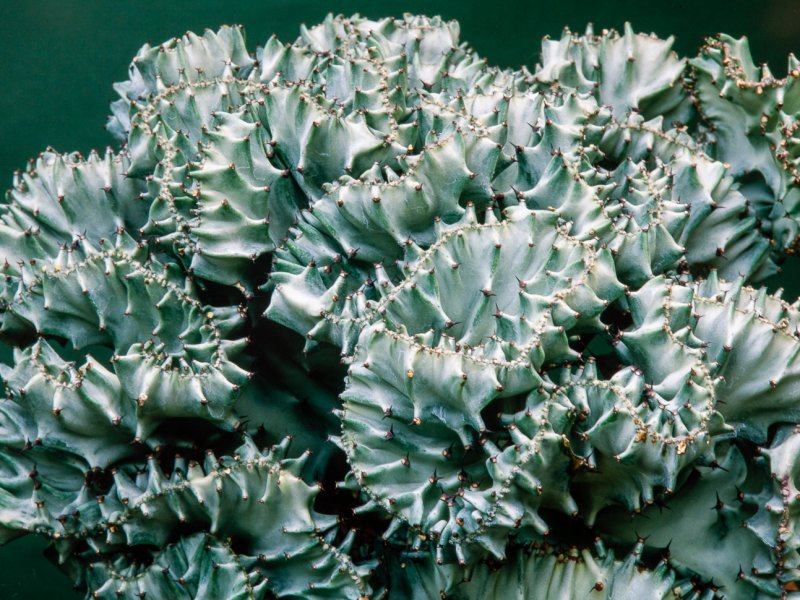 Euphorbia lactea f. cristata 
