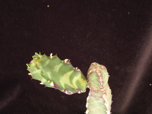 Euphorbia borenensis 
