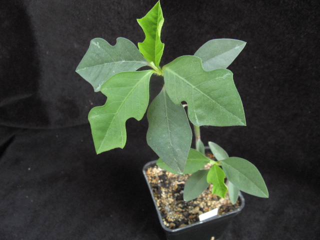 Euphorbia cyathophora 