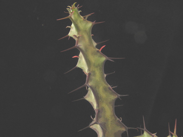 Euphorbia dauana 
