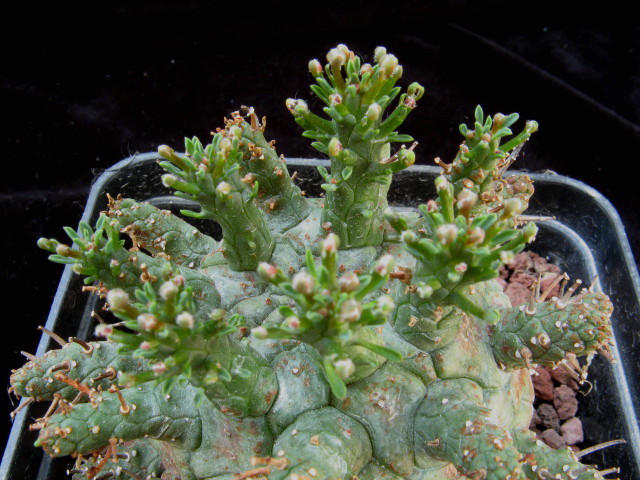 Euphorbia decepta 