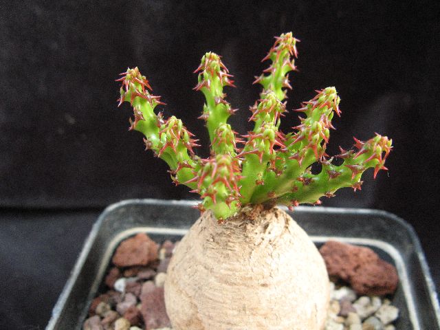 Euphorbia decidua 