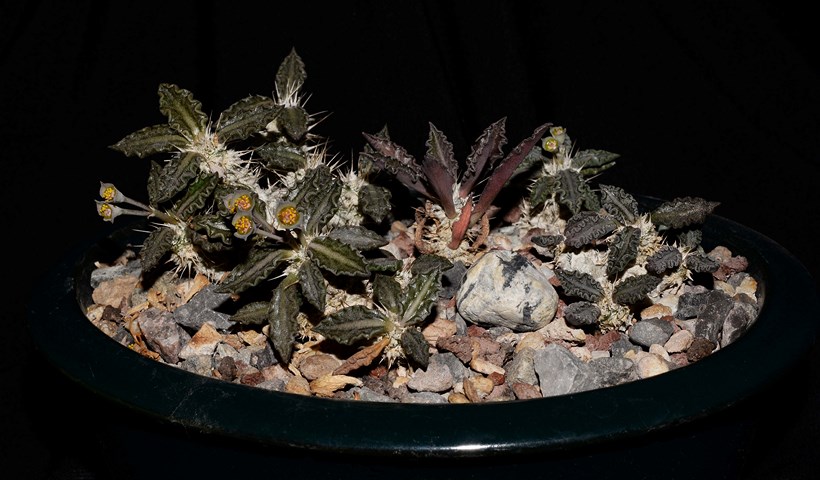 Euphorbia tulearensis 