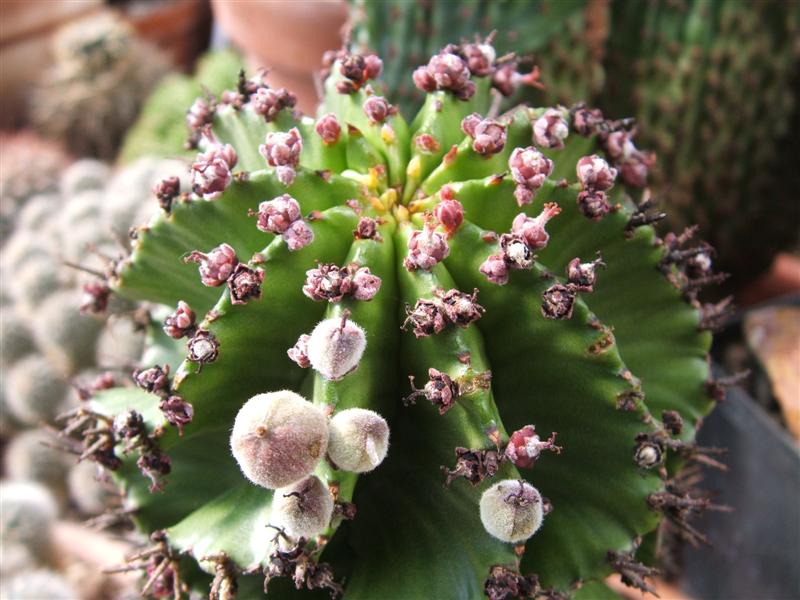 Euphorbia horrida v. striata 