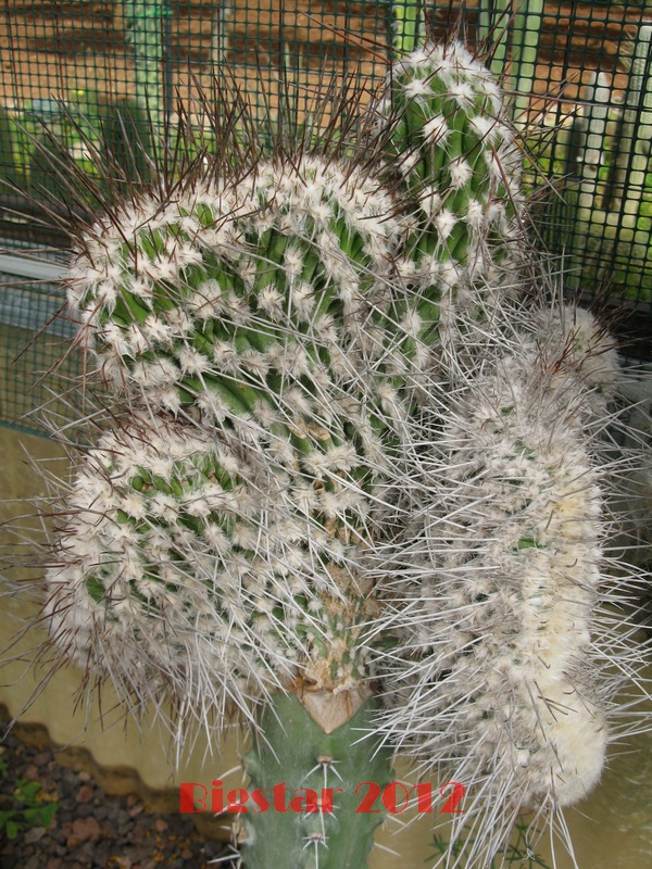 eulychnia saint-pieana f. cristata
