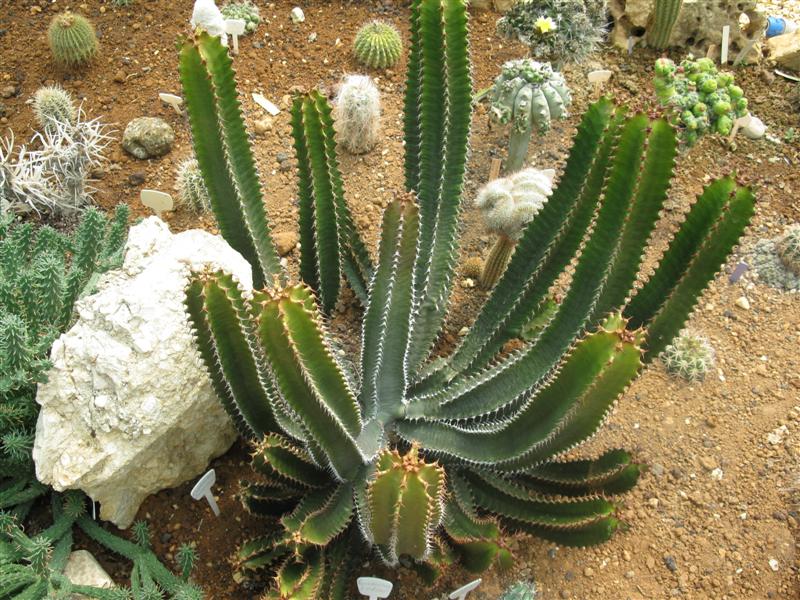 Euphorbia canariensis 