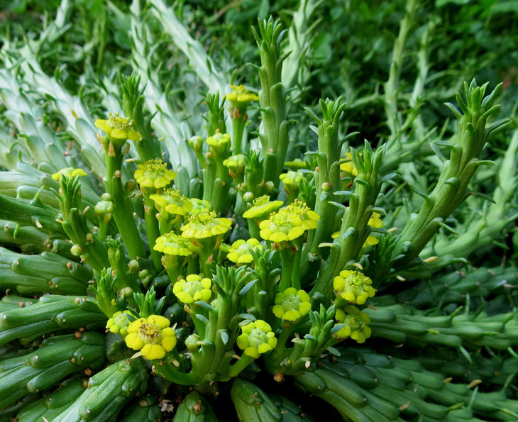 Euphorbia flanaganii 
