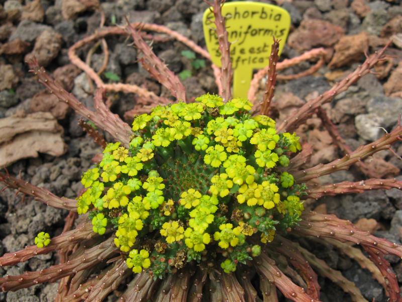 Euphorbia pugniformis 