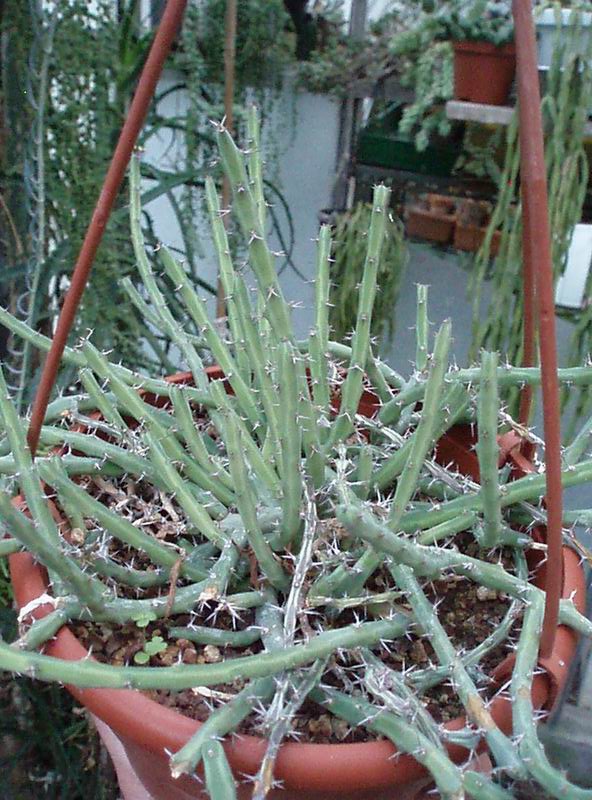 Euphorbia subscandens 