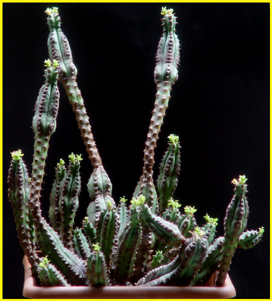 Euphorbia tubiglans 