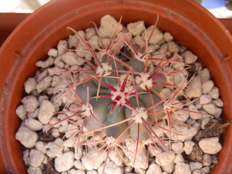 ferocactus acanthodes v. lecontei