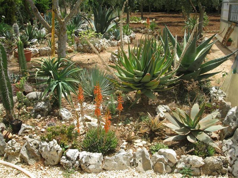 giardino_roccioso_2_large_medium_196.jpg