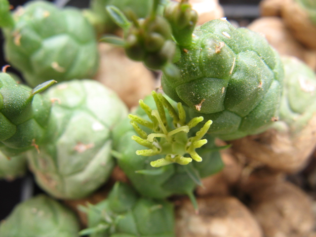 Euphorbia globosa 