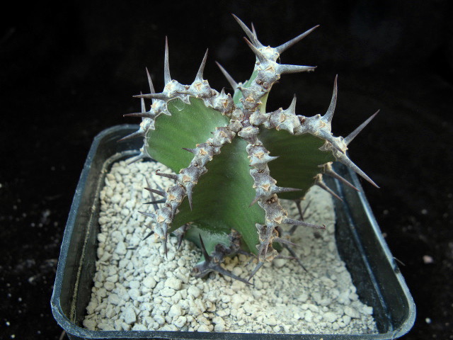 Euphorbia ballyi 