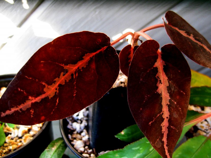Euphorbia labatii cv. red leaf 
