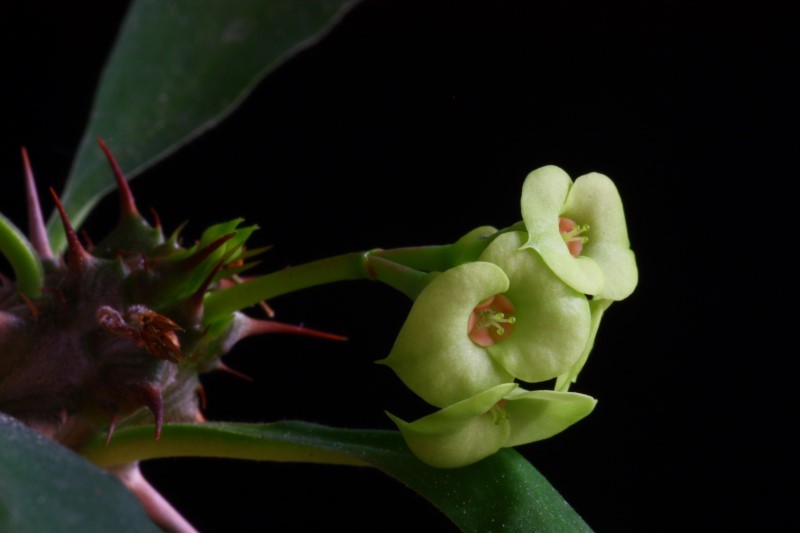 Euphorbia brachyphylla 