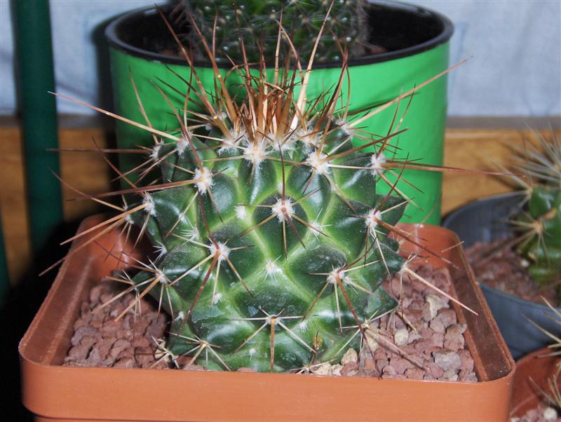 mammillaria_4_medium_154.jpg