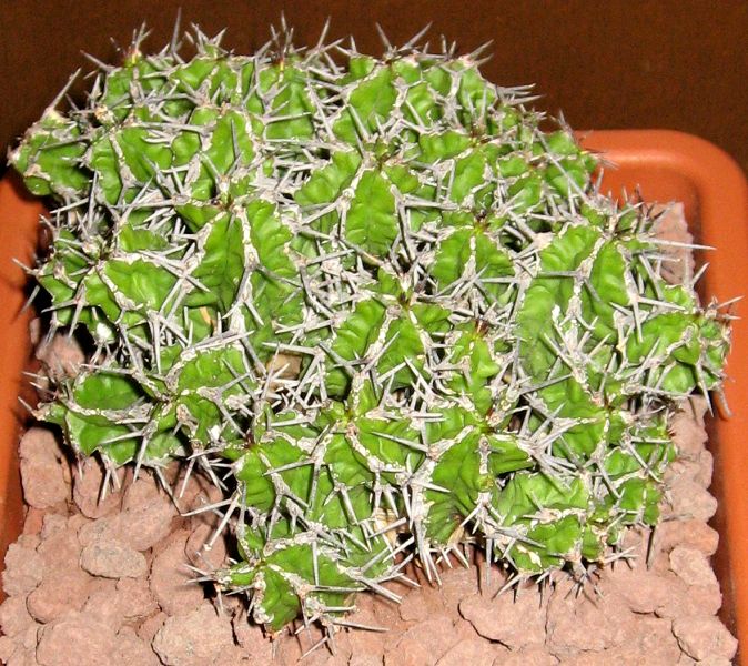 Euphorbia mitriformis 