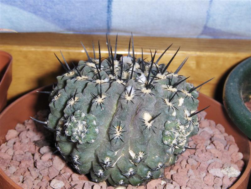 neoporteria_10_medium_116.jpg