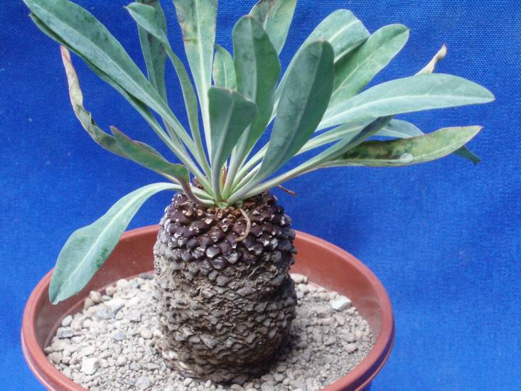 Euphorbia bupleurifolia 