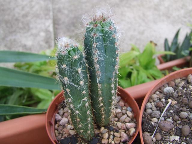 pilosocereus_palmieri_o_oreocereus_190.jpg