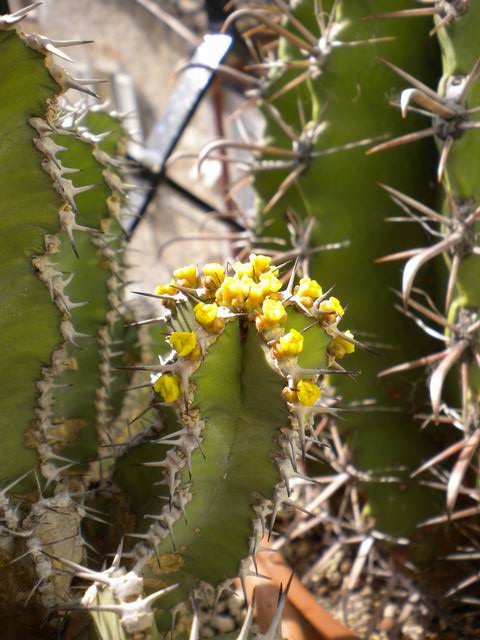 Euphorbia polyacantha 