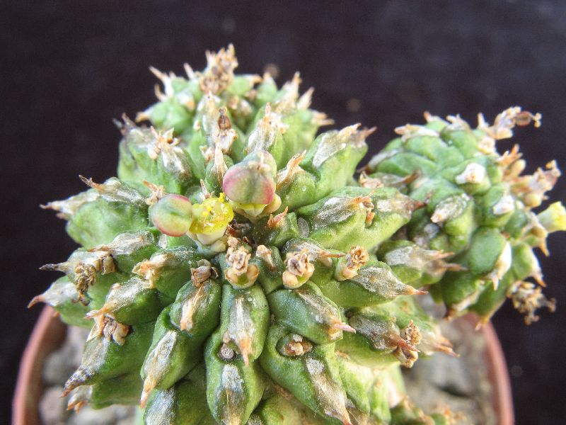 Euphorbia sepulta 
