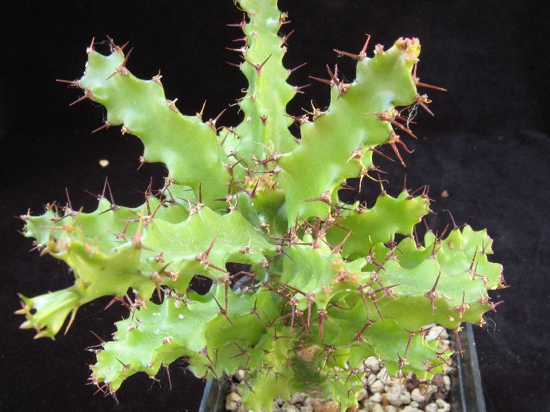 Euphorbia wakefieldii 