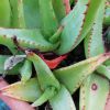 Vai alla scheda di Aloe alooides
