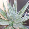 Vai alla scheda di Aloe ferox