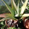 Vai alla scheda di Aloe pseudorubroviolacea