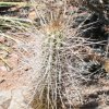 Vai alla scheda di Echinopsis deserticola
