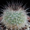 Vai alla scheda di Mammillaria montensis