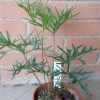 Vai alla scheda di Pelargonium caffrum