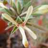 Vai alla scheda di Pelargonium rapaceum