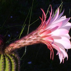 Fiore di Trichocereus di Antonietta