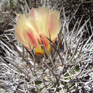 Fiore di Copiapoa pseudocoquimbana in habitat di Cactus