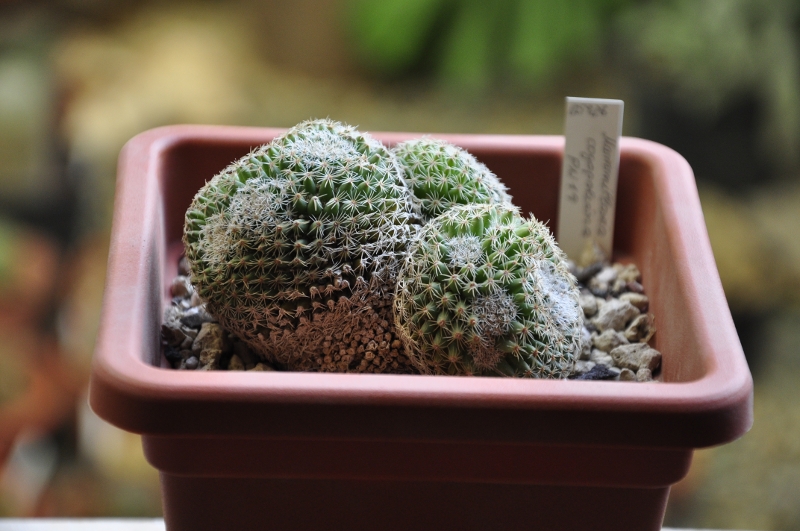 Mammillaria huitzilopochtli v. coyopoliana PN 19