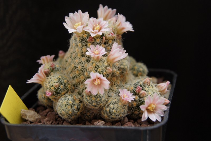 Mammillaria schiedeana ssp. giselae 