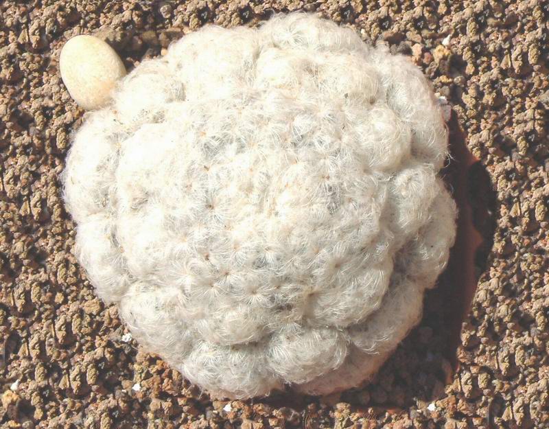 Mammillaria plumosa 