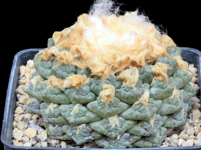 Ariocarpus fissuratus 