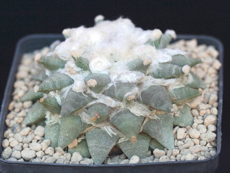ariocarpus retusus