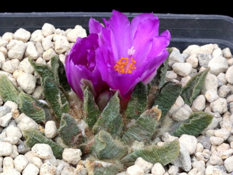 ariocarpus scaphirostris