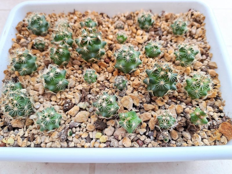 coryphantha radians