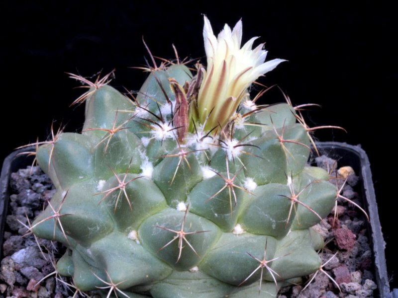 coryphantha vogtherriana