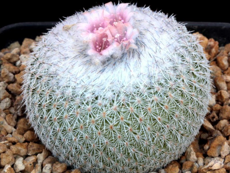 Epithelantha unguispina ssp. huastecana BZ 58
