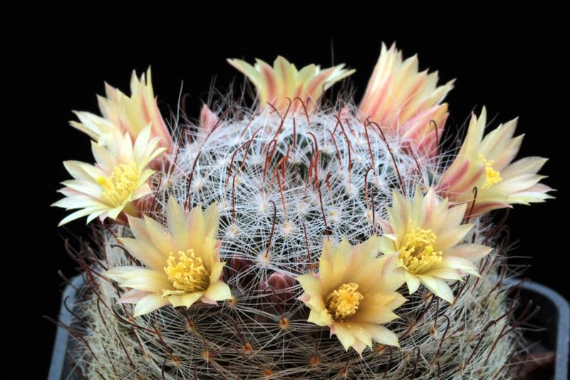 Mammillaria nana SB 1443